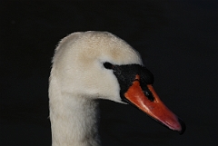 David Plant Photography - Wildlife Photographer - Mute swan head - D